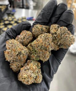 Jet Fuel Malibu Gold