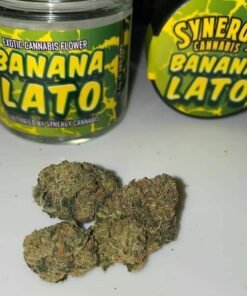 Banana Lato indica